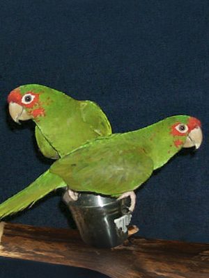Two Mitred Conures perched on a branch.