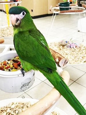 A Noble Macaw sitting on top of a bowl of food.