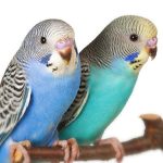 Two Normal Budgies Hand Fed sitting on a branch.