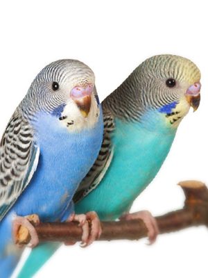 Two Normal Budgie Parent Fed sitting on a branch.