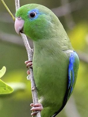 A Parrotlet Green males or females sitting on a branch.