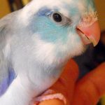 A Parrotlet Special Varied colors is sitting on a person's hand.