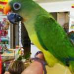 A Peach Fronted Conure sitting on a person's hand.