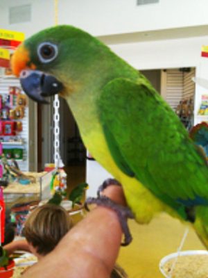 A Peach Fronted Conure sitting on a person's hand.