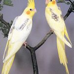 Two yellow and white Pearl Pied Cockatiels perched on a branch.
