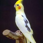 A yellow and white Pied Cockatiel perched on a branch.