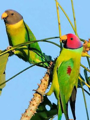 lime green and red birds