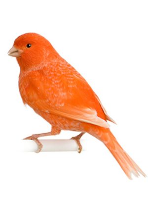 A Red Factor Female Canary perched on a white background.