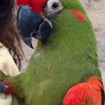 red front macaw