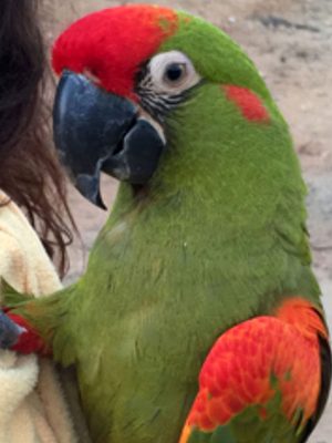 red front macaw