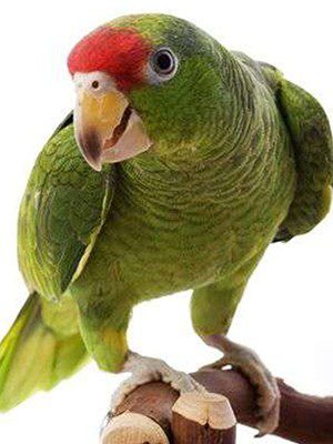 red amazon parrot