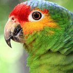 A close up of a Red Lored Amazon parrot.