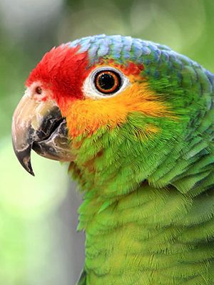 A close up of a Red Lored Amazon parrot.
