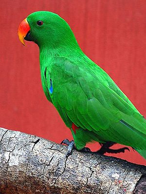 A Red Sided Eclectus parrot perched on a branch.