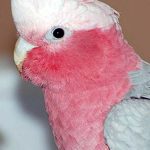 rose-breasted cockatoo