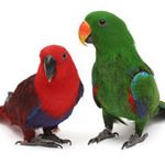Two Solomon Island Eclectus parrots standing next to each other on a white background.