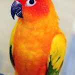 A Sun Conure is sitting on a hand.