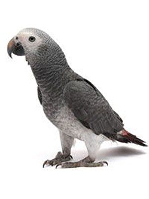 timneh african grey