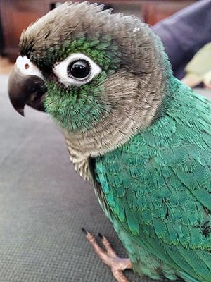 turquoise green cheek