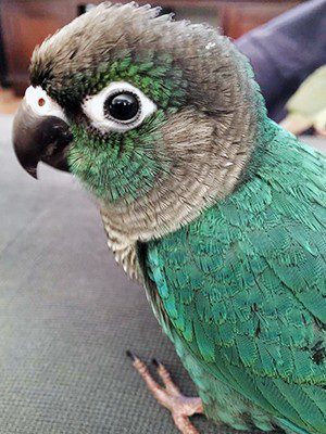 turquoise green cheek