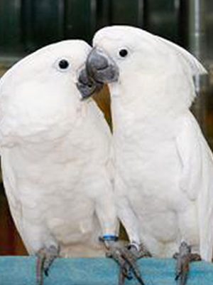 Two white Umbrella Cockatoos kissing on a railing.