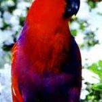A red and purple Vos Marie Eclectus sitting on top of a railing.