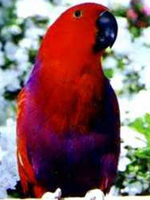 A red and purple Vos Marie Eclectus sitting on top of a railing.