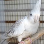 A White Face Cinnamon Pearl Cockatiel sitting on top of a cage.