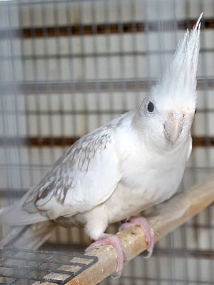 A White Face Pearl Pied Cockatiel sitting on top of a cage.