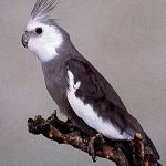 A White Face Gray Cockatiel perched on a branch.