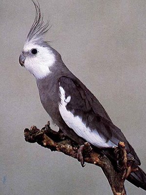 A White Face Gray Cockatiel perched on a branch.