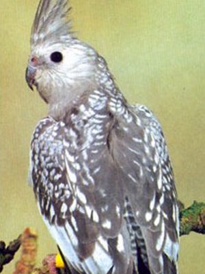 A grey and White Face/Pearl Cockatiel perched on a branch.