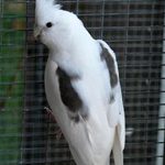 A White Face/Pied Cockatiel sitting on top of a cage.