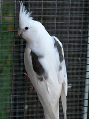A White Face/Pied Cockatiel sitting on top of a cage.