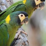 yellow collar macaw