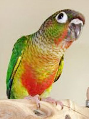A Yellow Sided Green Cheek parrot sitting on top of a wooden branch.