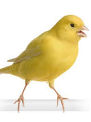 A Yellow/White/Brown Male Canary standing on a white background.