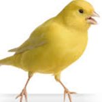 A Yellow/White/Brown Fem. Canary standing on a white background.