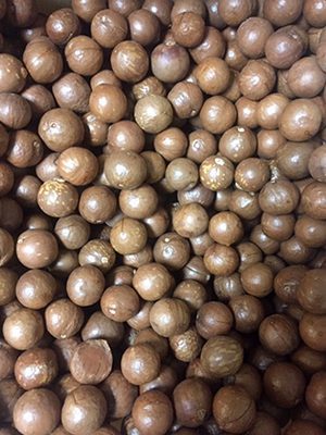 A pile of Macadamia Nuts Raw In Shell 1 lb. in a bowl.