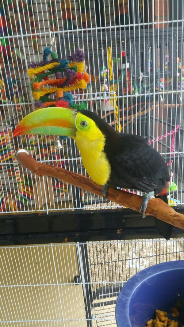 A Keel Billed Toucan sitting on a branch in a cage.