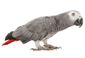 //omarsexoticbirds.com/wp-content/uploads/2025/09/grooming-img-3.png